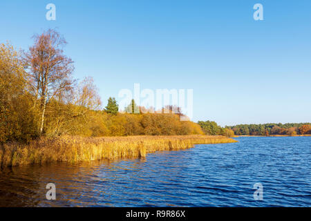 Anzeigen von Frensham kleiner Teich, einem beliebten Aussichtspunkt für Wanderer in der Nähe von Farnham, Surrey, South East England, im späten Herbst Stockfoto