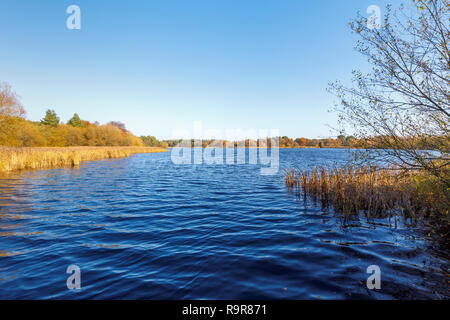 Anzeigen von Frensham kleiner Teich, einem beliebten Aussichtspunkt für Wanderer in der Nähe von Farnham, Surrey, South East England, im späten Herbst Stockfoto