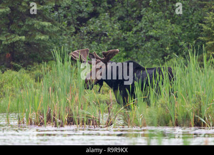 Bull Moose mit samt Geweih (Alces alces) Beweidung in den Sümpfen von Opeongo See in Algonquin Park, Kanada Stockfoto