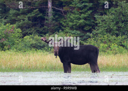 Bull Moose mit samt Geweih (Alces alces) Beweidung in den Sümpfen von Opeongo See in Algonquin Park, Kanada Stockfoto