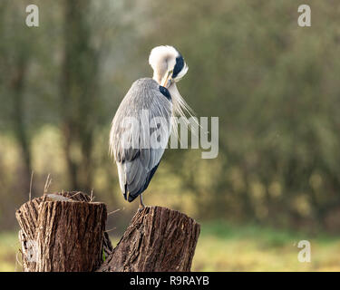 Graureiher Ardea cinerea, putzen, während thront auf einem Baumstumpf Stockfoto