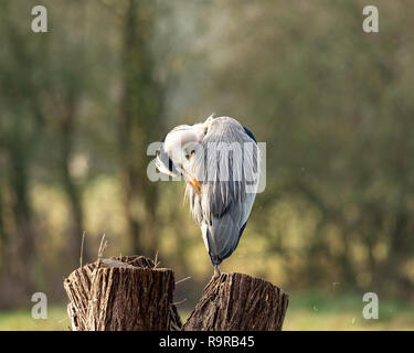 Graureiher Ardea cinerea, putzen, während thront auf einem Baumstumpf Stockfoto