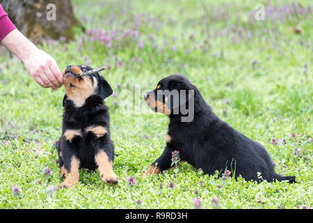 Wenig Rottweiler Welpen zusammen spielen im Gras Stockfoto