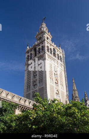 Giralda - mittelalterliche Turm der Kathedrale von Sevilla mit blauen Himmel im Hintergrund und orange Bäume vor. Stockfoto