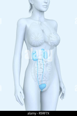 Harnwege einer Frau, Niere, Nebenniere, Arterien, Venen, Harnleiter, Harnblase, Illustration, 3D, weiblich, Medizinisch, Anatomie, Stockfoto