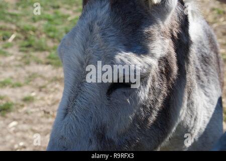 Eine Nahaufnahme von einem Esel downturned Augen und Wimpern an einem sonnigen Tag Stockfoto