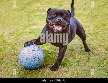 Happy Staffordshire Bull Terrier Hund steht mit seiner Tatze auf einer großen Kugel Kugel mit Locher Marken Ausruhen vom Spielen. Er lächelt und sieht sehr Stockfoto