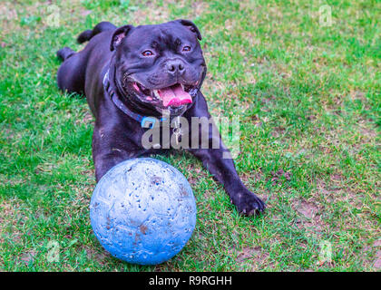 Schwarz Staffordshire Bull Terrier Hund liegend auf Gras außerhalb, keuchend und lächelnd nach Spielen mit seinem Gummiball, der jetzt Locher markiert. Er loo Stockfoto