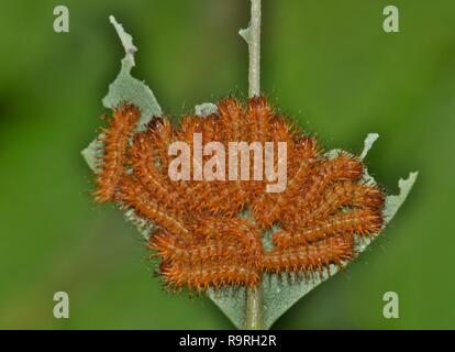 Early instar Raupen des io-Arten (Automeris io) auf einer Hälfte versammelt - gegessen. Stockfoto