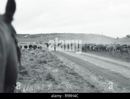 Rinderherde entlang einem Feldweg im Land. Stockfoto