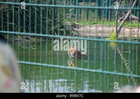 Ein Tiger beim Schwimmen in einem See in einem Zoo, in die Kamera schaut durch die Gitterstäbe seiner Gehäuse Stockfoto