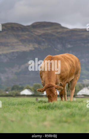 Limousin Rinder grasen auf der Weide mit Bergen im Hintergrund, Stirling, Schottland. Stockfoto