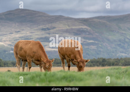 Limousin Rinder grasen auf der Weide mit Bergen im Hintergrund, Stirling, Schottland. Stockfoto