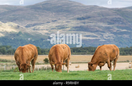 Limousin Rinder grasen auf der Weide mit Bergen im Hintergrund, Stirling, Schottland. Stockfoto