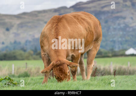 Limousin Rinder grasen auf der Weide mit Bergen im Hintergrund, Stirling, Schottland. Stockfoto
