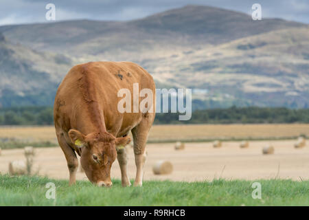 Limousin Rinder grasen auf der Weide mit Bergen im Hintergrund, Stirling, Schottland. Stockfoto