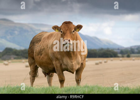 Limousin Rinder grasen auf der Weide mit Bergen im Hintergrund, Stirling, Schottland. Stockfoto