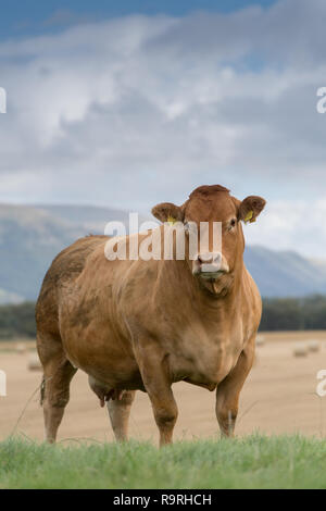Limousin Rinder grasen auf der Weide mit Bergen im Hintergrund, Stirling, Schottland. Stockfoto