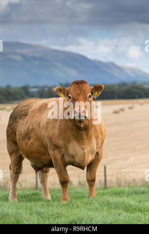 Limousin Rinder grasen auf der Weide mit Bergen im Hintergrund, Stirling, Schottland. Stockfoto