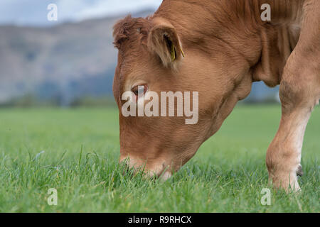 Limousin Rinder weiden auf Weideland, mit Bergen im Hintergrund. Stirling, UK. Stockfoto