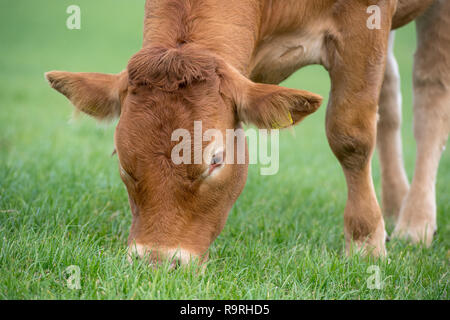 Limousin Rinder weiden auf Weideland, mit Bergen im Hintergrund. Stirling, UK. Stockfoto