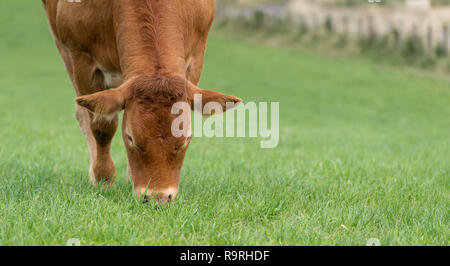 Limousin Rinder weiden auf Weideland, mit Bergen im Hintergrund. Stirling, UK. Stockfoto