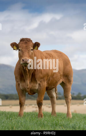 Limousin Rinder grasen auf der Weide mit Bergen im Hintergrund, Stirling, Schottland. Stockfoto