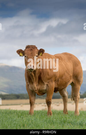 Limousin Rinder grasen auf der Weide mit Bergen im Hintergrund, Stirling, Schottland. Stockfoto