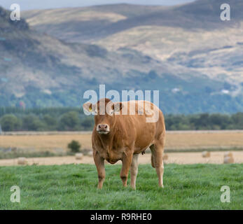 Limousin Rinder grasen auf der Weide mit Bergen im Hintergrund, Stirling, Schottland. Stockfoto
