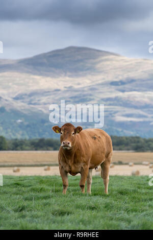 Limousin Rinder grasen auf der Weide mit Bergen im Hintergrund, Stirling, Schottland. Stockfoto