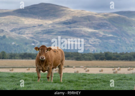 Limousin Rinder grasen auf der Weide mit Bergen im Hintergrund, Stirling, Schottland. Stockfoto
