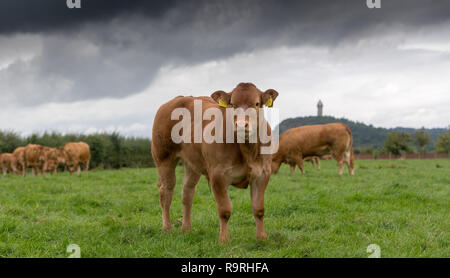 Junge limousin Kalb in üppigen Weide, Stirling, Schottland, Großbritannien. Stockfoto