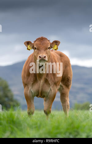 Junge limousin Kalb in üppigen Weide, Stirling, Schottland, Großbritannien. Stockfoto