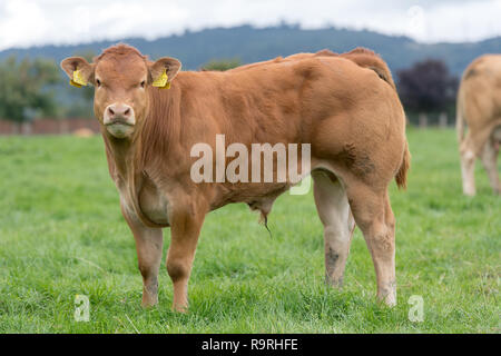Junge limousin Kalb in üppigen Weide, Stirling, Schottland, Großbritannien. Stockfoto