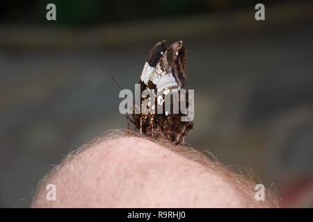 Ein brauner und weißer Schmetterling sitzt auf das Knie des Fotografen mit eingeklappten Flügeln Stockfoto