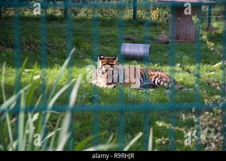 Ein Tiger in einem Gehäuse spielt mit einem Karton wie eine große Katze, rollen auf dem Boden; durch die Bars der Gehäuse geschossen Stockfoto