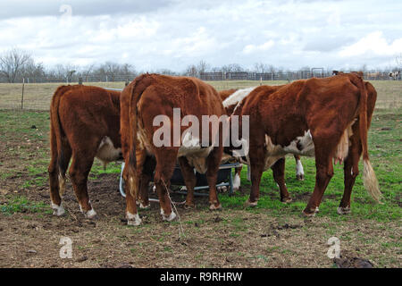 Kleine Herde von burford braune Kühe auf der Weide Fütterung Stockfoto