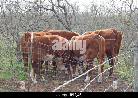 Kleine Herde von burford braune Kühe auf der Weide Fütterung Stockfoto