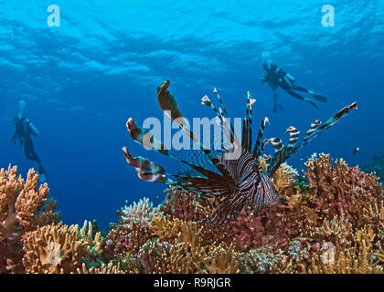 Schließen focus Weitwinkel- Bild der Feuerfische auf Korallenriff mit Taucher in blue water Hintergrund. Spratly Inseln im Südchinesischen Meer. Stockfoto