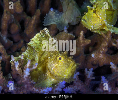 Yellow Leaf scorpionfish (Taenianotus triacanthus) auf der Lauer getarnt unter den Korallen. Ambon Bay, Indonesien. Stockfoto