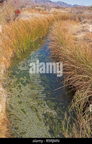 Quelle gespeist Stream laufen durch die Wüste in der Ash Meadows National Wildlife Refuge in Nevada Stockfoto