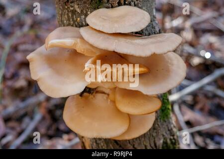 Ein Cluster von Austernpilzen wachsen auf der Seite von einem Baumstamm im Winter auf der Cumberland Plateau in Tennessee. Stockfoto