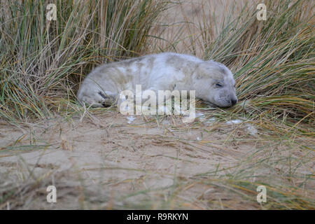 Horsey Strand, Norfolk, Großbritannien. 26 Dez, 2018. Eine sehr junge kegelrobbe pup Schlafen auf Horsey Strand, Norfolk UK am zweiten Weihnachtstag 2018. Jeden Winter, graue Dichtungen kommen zu Horsey ihre Jungen zur Welt zu geben. Sie sind geboren mit weißem Pelz, die dann weg fällt, nachdem sie entwöhnt worden sind. Quelle: Steve Nichols/Alamy leben Nachrichten Stockfoto