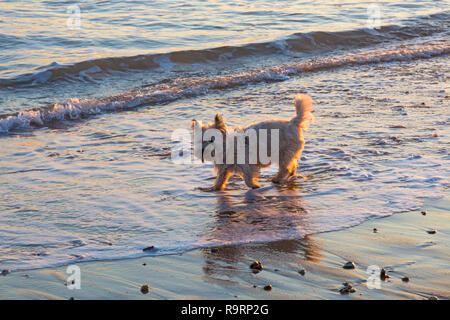 Bournemouth, Dorset, Großbritannien. 27 Dez, 2018. West Highland Terrier Hund genießen Sie ein Paddel im Meer am Strand von Bournemouth Gegenlicht der untergehenden Sonne. Credit: Carolyn Jenkins/Alamy leben Nachrichten Stockfoto