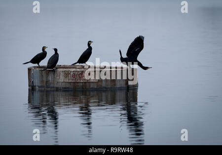 Hannover, Deutschland. 28 Dez, 2018. Vier Kormorane sitzen am frühen Morgen auf einer Plattform in der Maschesee bei bewölktem Himmel. Credit: Peter Steffen/dpa/Alamy leben Nachrichten Stockfoto