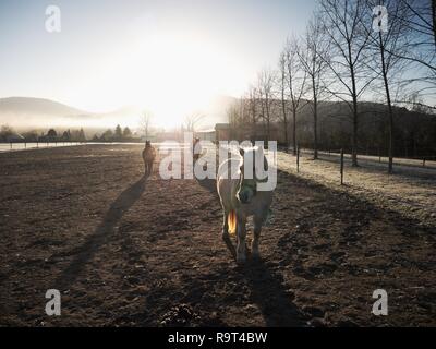 Weißes Pferd im Vordergrund, paar Pferd Silhouetten Spaziergang im Nebel auf der Weide. Kalten nebligen Tag in horse farm Stockfoto