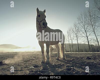 Weißes Pferd im Vordergrund, paar Pferd Silhouetten Spaziergang im Nebel auf der Weide. Kalten nebligen Tag in horse farm Stockfoto