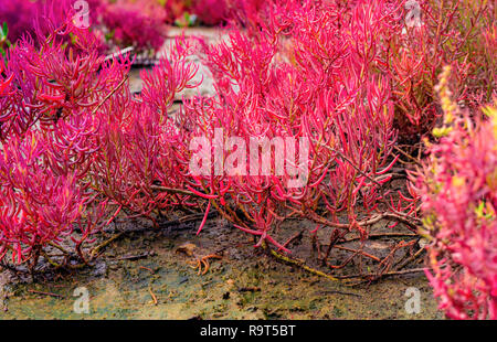 (Seablite Sueda maritima) Wachstum in sauren Böden. Sauren Böden Indikator Pflanzen. Rosa Seablite. Acid liebenden Pflanzen. Valentinstag Hintergrund. Exotischen Pflanze Stockfoto