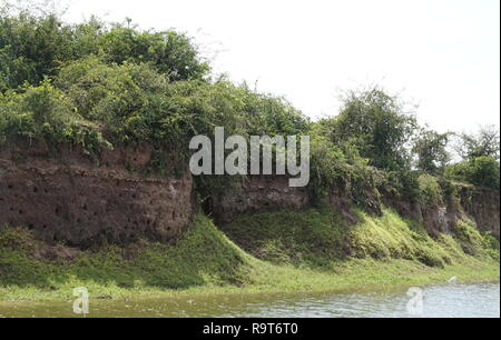 Nest burrows von pied Eisvögel, Ceryle rudis, im Schlamm Banken des Kazinga Kanal im Queen Elizabeth National Park, Uganda Stockfoto