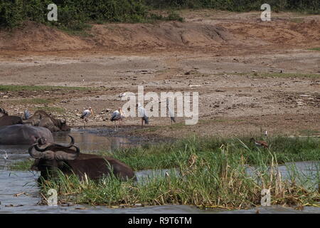 Waterbuffalo und Yellow-billed Störche baden in der Kazinga Kanal im Queen Elizabeth National Park, Uganda Stockfoto